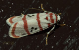 Spotted cyana, Cyana sp.