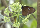 Euploea mulciber, female