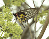 Troides aeacus,female