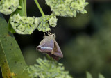 Hasora taminatus