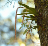 Oberonia ensiformis in habitat.
