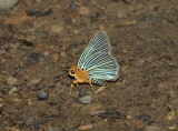 Burara amara