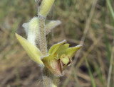 Eria lasiopetala