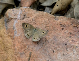 Ypthima watsoni