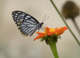 Papilio clytia form dissimilis