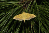 Yellow awlet