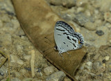 Tongela potanini