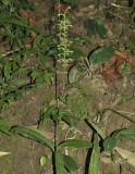 Habenaria furcifera