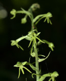 Habenaria furcifera