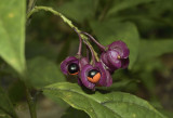 kardinaalsmuts, Euonymus spec.