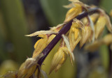 Bulbophyllum rufinum ass previous