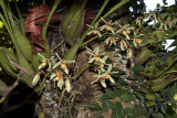 Coelogyne trinervis on tree