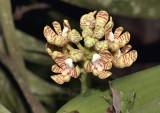 Acampe rigida