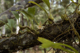 Bulbophyllum 