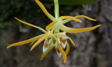 Thrixspermum arachnitis