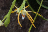Thrixspermum arachnitis