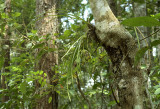 Cymbidium siamense in tree