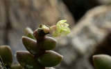 Dendrobium leonis, flower 4 mm across