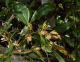 Coelogyne fuscescens brunea on rock