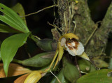 Coelogyne fuscescens brunea