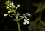 Calanthe spec.