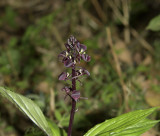 Liparis paradoxa