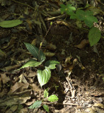 Liparis paradoxa. seedpods, 1900 mtr.