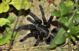 20 cm Tarantula