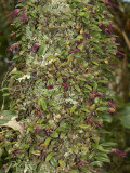 Tree covered with B. nippondii