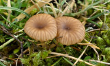 Omphalina pyxidata