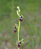 Ophrys subinsectifera X insectifera