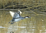Mergellus albellus, female