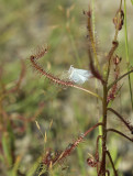 Drosera indica