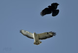 Buizerd en kraai