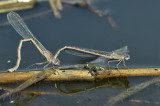 Noordse winterjuffer, Sympecma paedisca