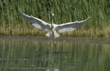 Actief jagende zilverreiger