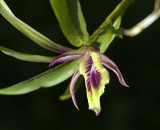 Dendrobium sp. Birma