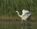 Actief jagende grote zilverreiger