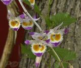 Dendr. devonianum bloemen 6 cm