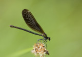 Calopterix virgo, female