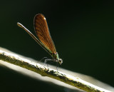 Calopterix virgo, female backlight