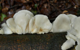 Gallery oesterzwam, pleurotus