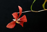 Dendrobium cinnabarinum