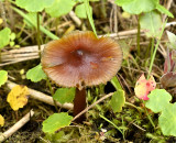 Gallery wasplaten, Hygrocybe