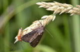 Halmrupsvlinder, Mesapamea secalis