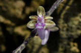 Cleisostoma rostratum, flower 6-8 mm