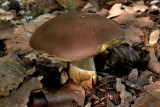 Fluweelboleet , Xerocomus pruinatus