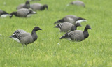 Rotganzen juveniel, Branta bernicla