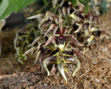Dendrobium denudans