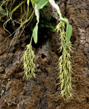 Dendrobium strongylanthum